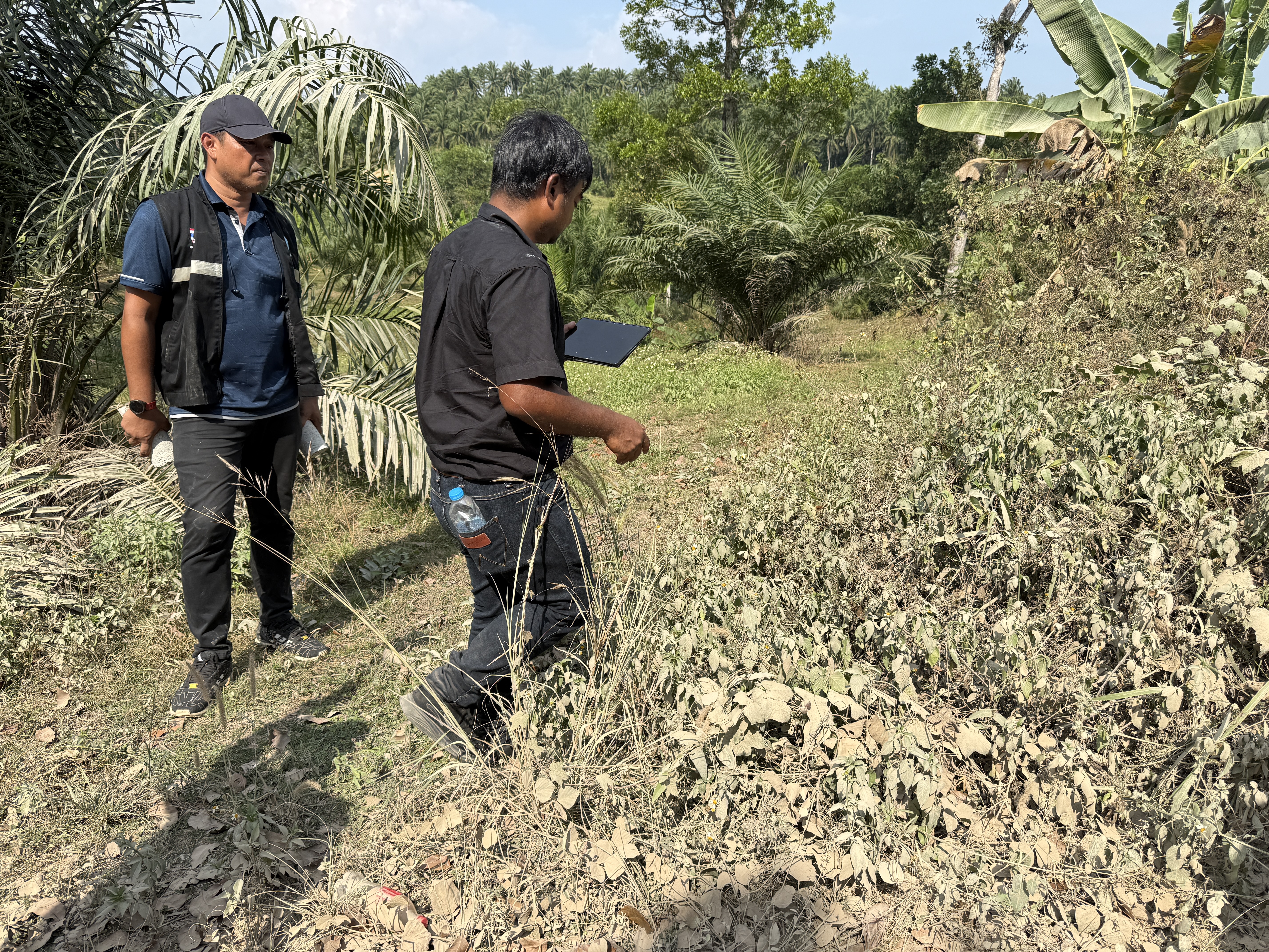 title - วันจันทร์ที่ 19 มกราคม 2569 นายนิกร ไพริน ปฏิรูปที่ดินจังหวัดชุมพร มอบหมายให้ นายพิษณุ บุญแนบ ผู้อำนวยการกลุ่มงานช่างและแผนที่ พร้อมด้วย เจ้าหน้าที่ ส.ป.ก.ชุมพร ลงพื้นดำเนินการรังวัดที่ดิน 